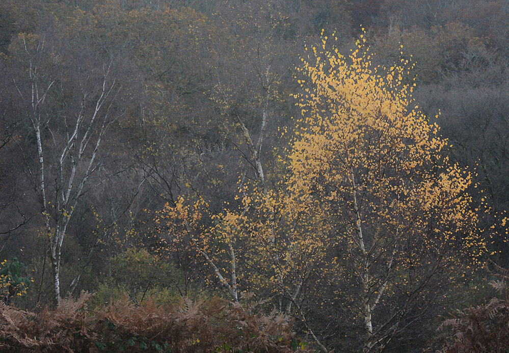 Autumn Golden Birch, Culverley 6